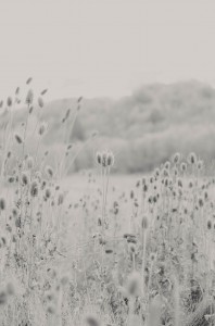 provo canyon family photos