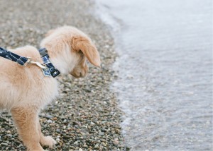 owen beach tacoma family pictures