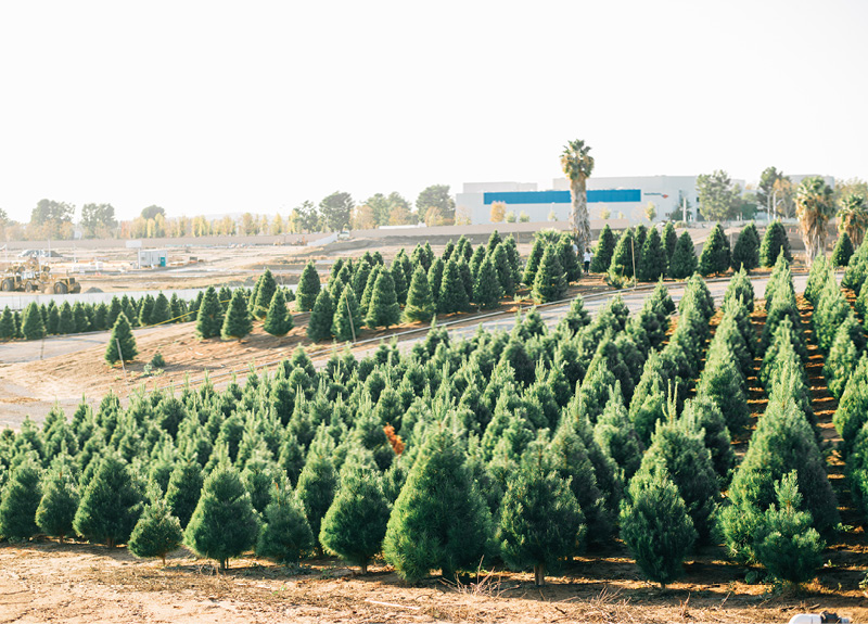 Christmas Tree Farm Holiday Pictures3